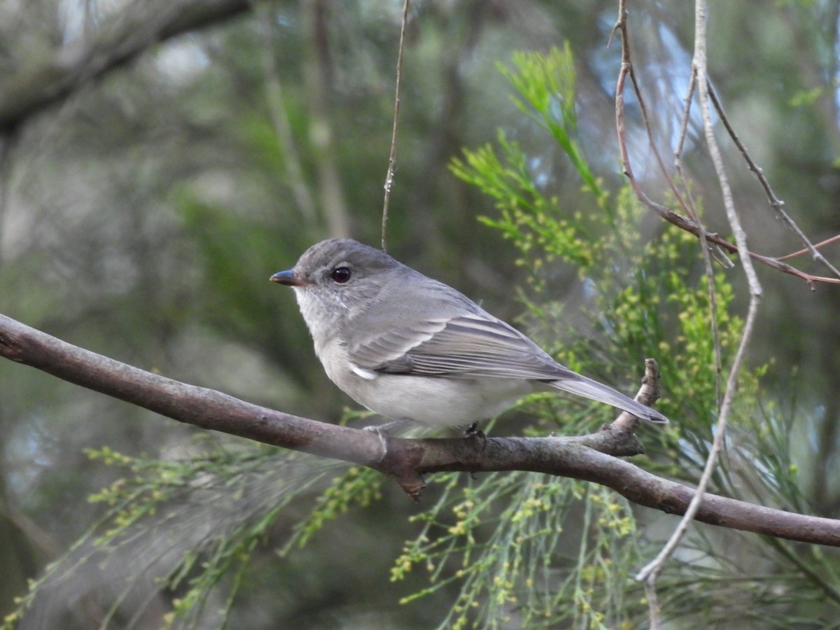 Golden Whistler - ML620521824