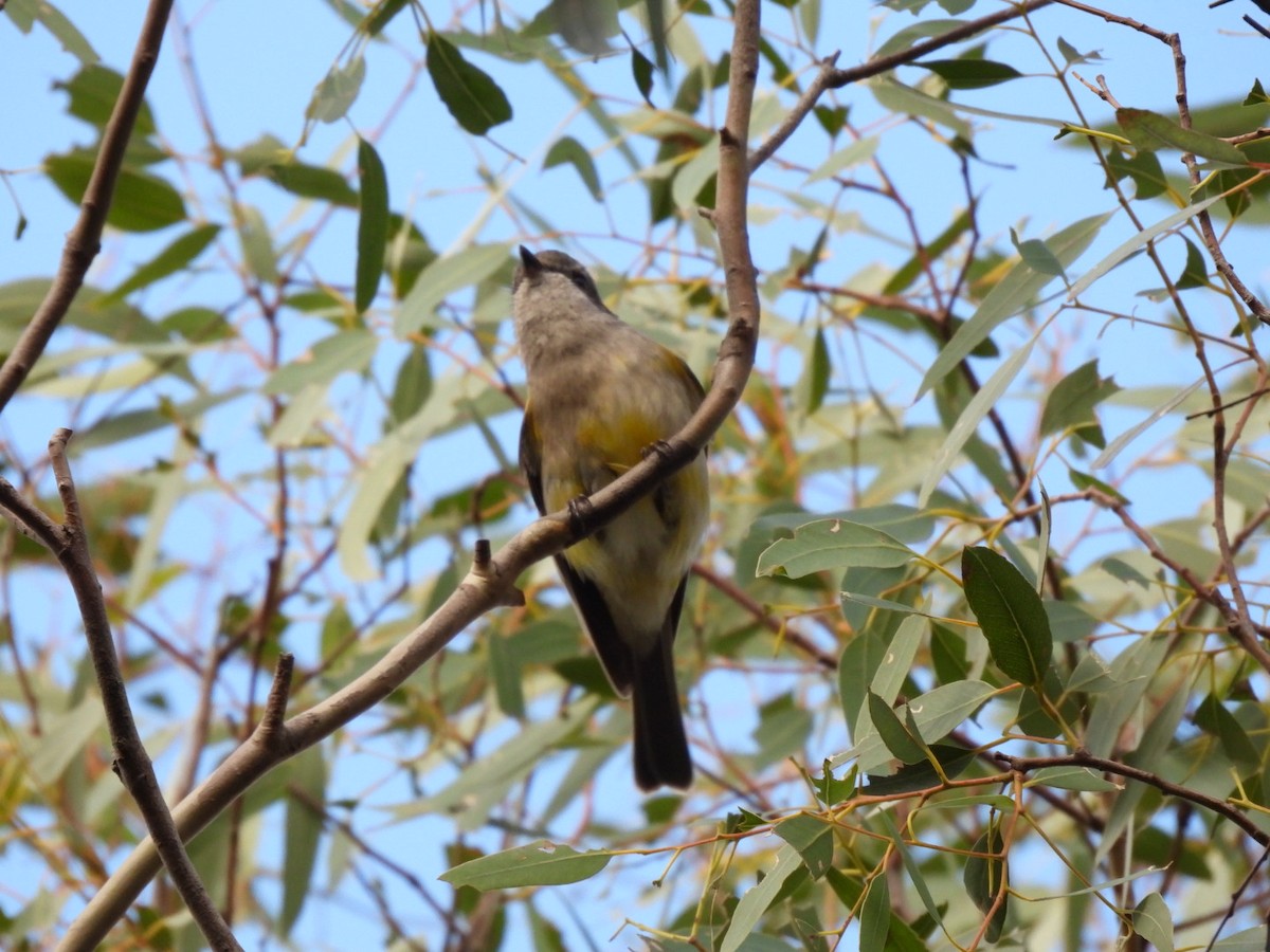 Golden Whistler - ML620521825