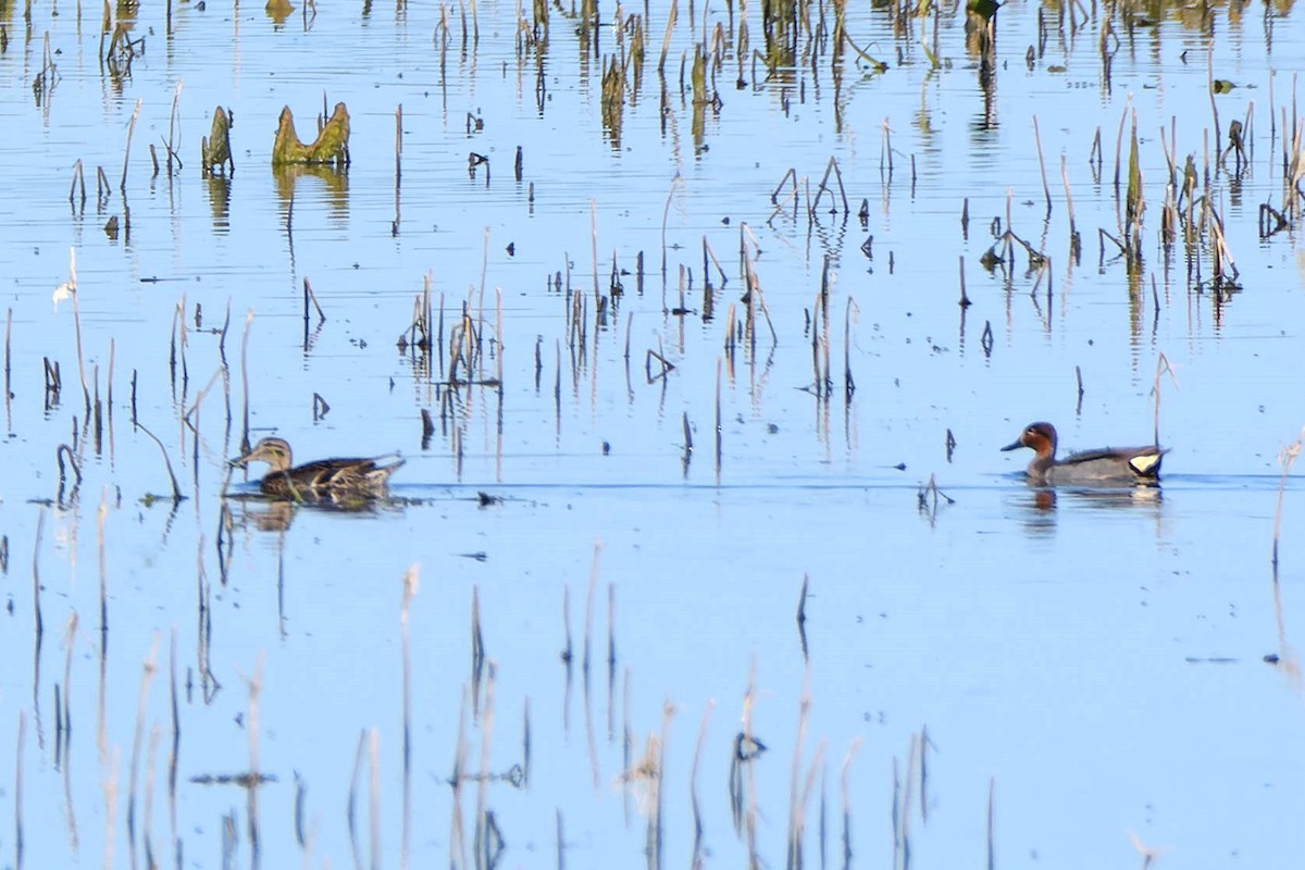Green-winged Teal - ML620521831