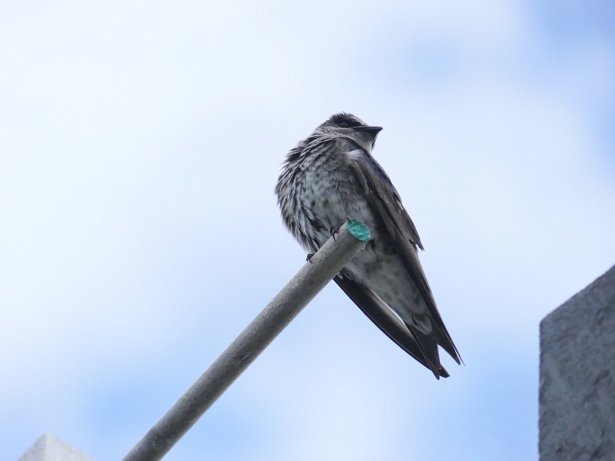 Purple Martin - ML620521833