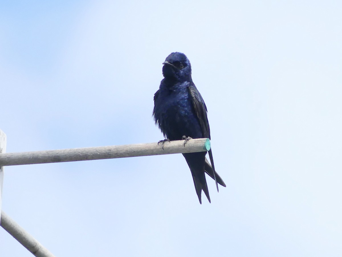 Purple Martin - ML620521834