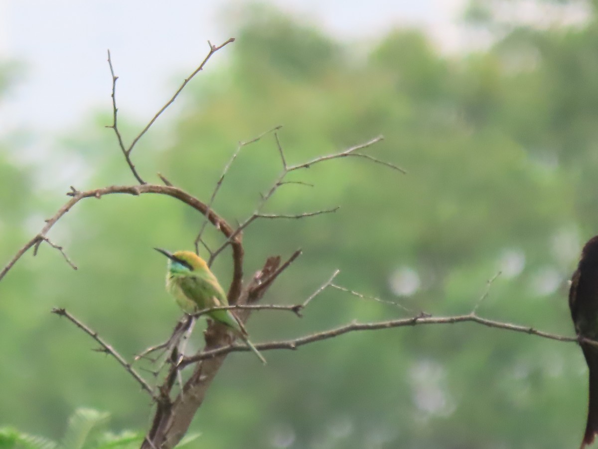 Asian Green Bee-eater - ML620521844