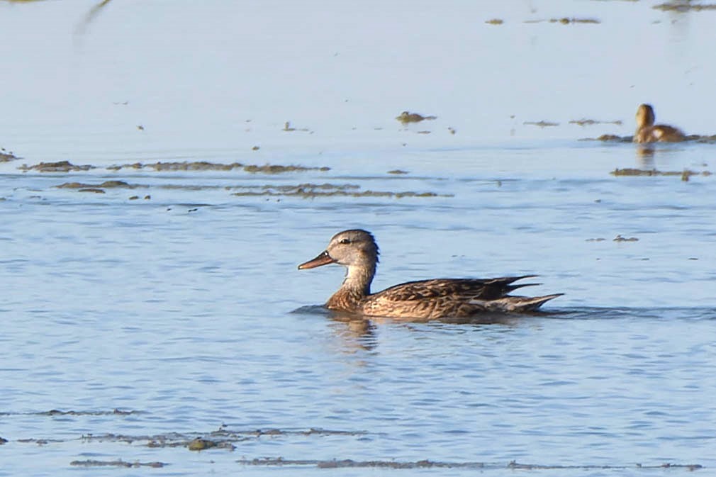 Gadwall - ML620521846