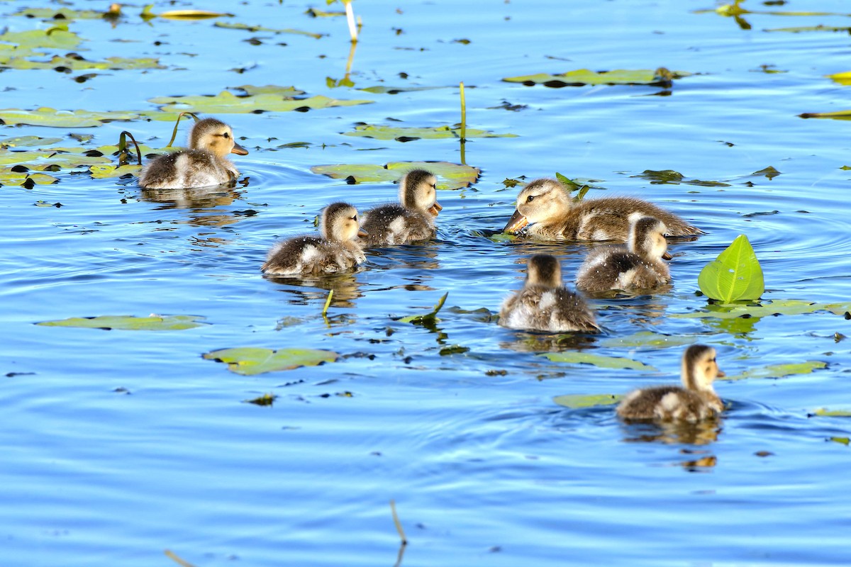 Gadwall - ML620521848