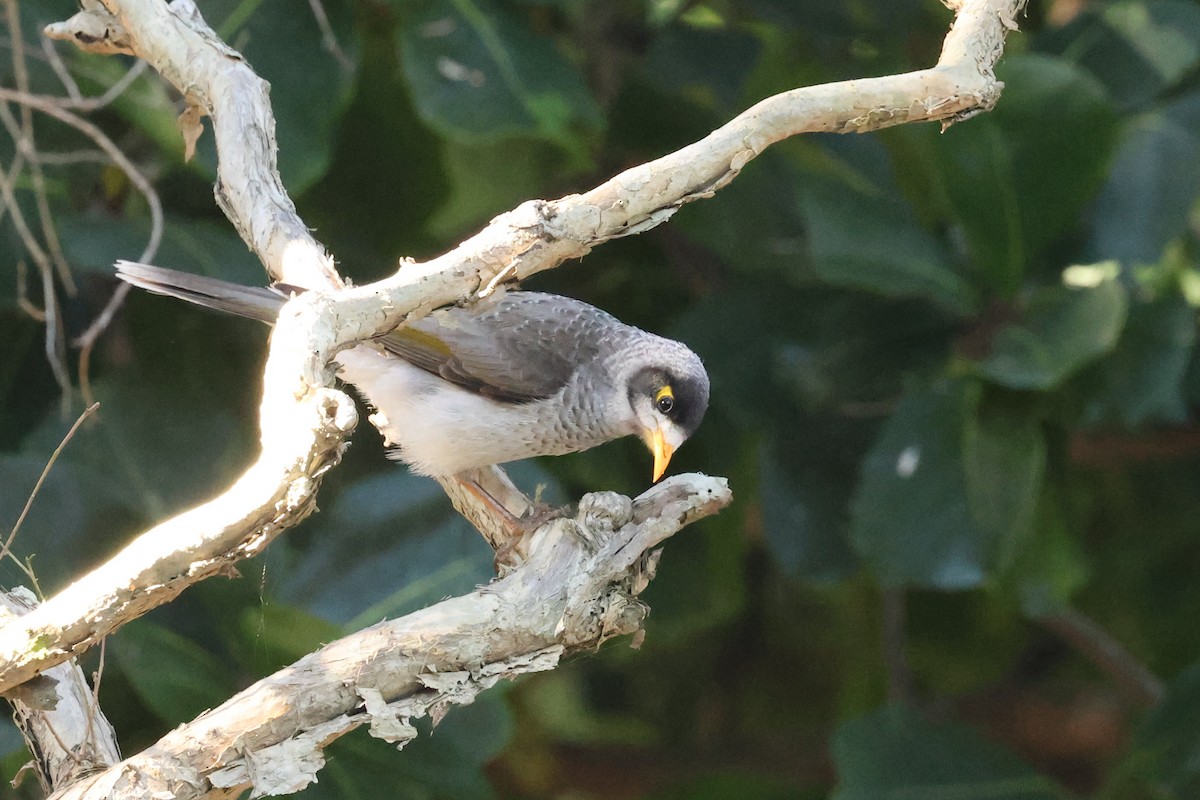 Noisy Miner - ML620521850