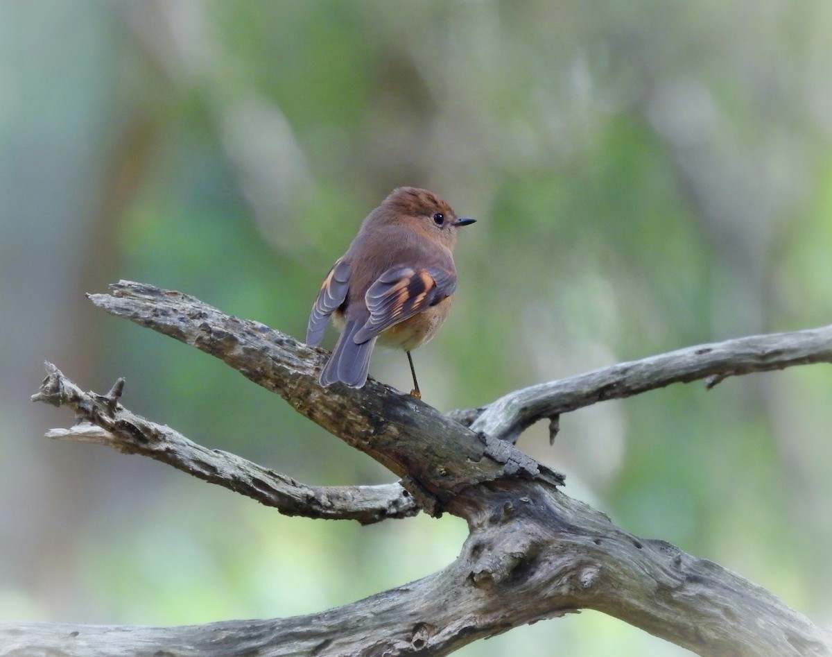 Pink Robin - ML620521852