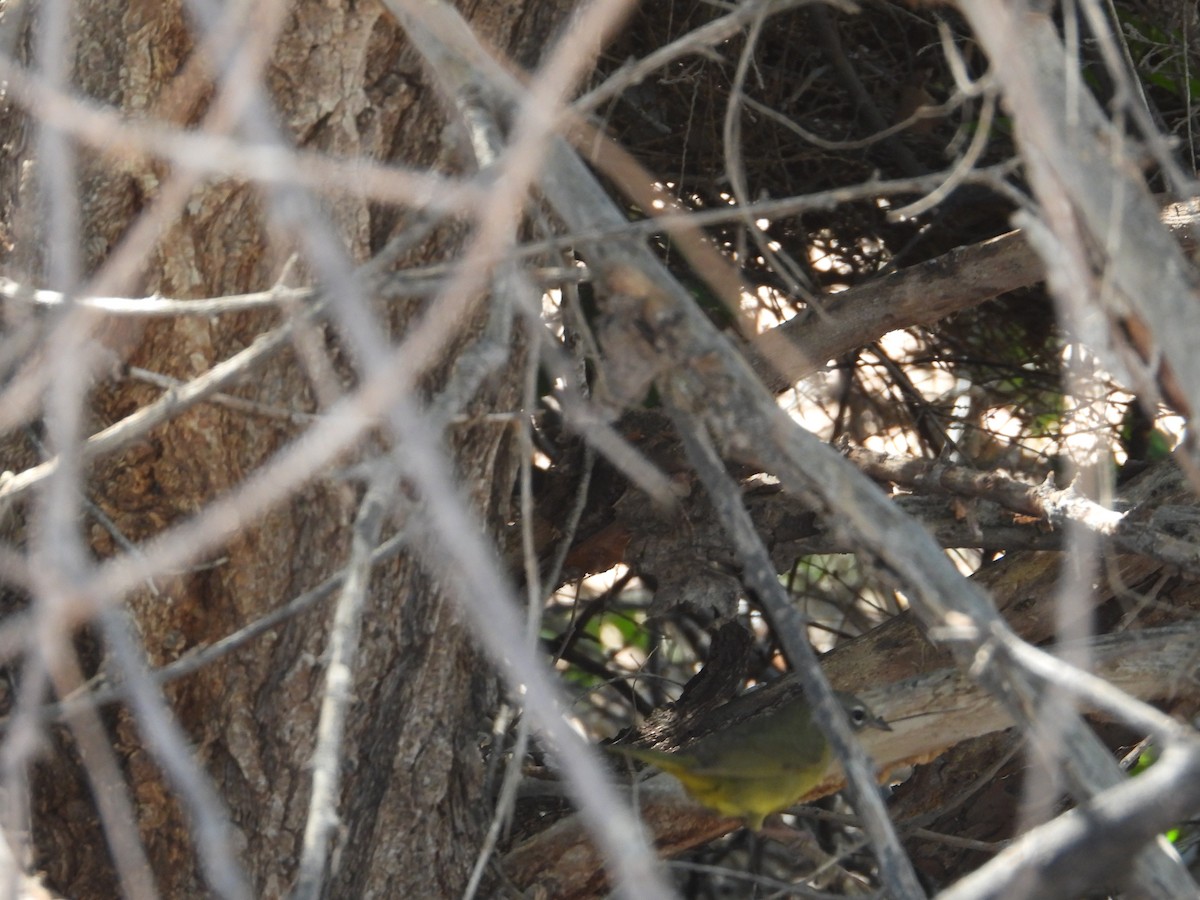 MacGillivray's Warbler - ML620521854