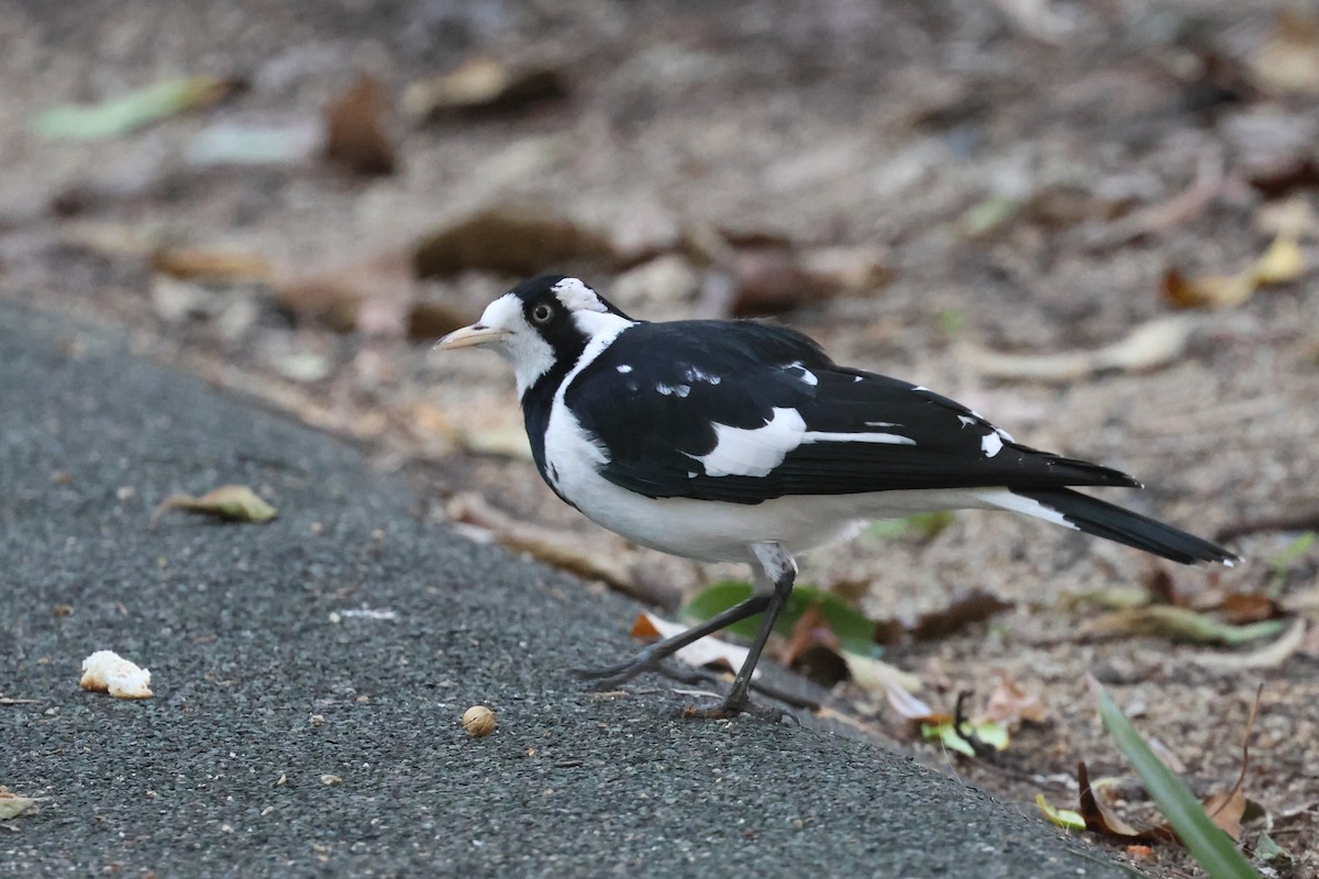 Magpie-lark - ML620521855