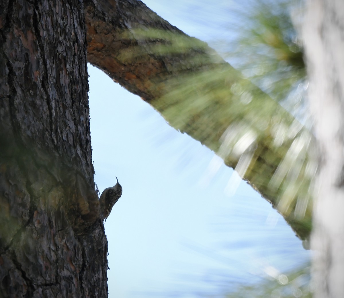 Brown Creeper - Caleb P.