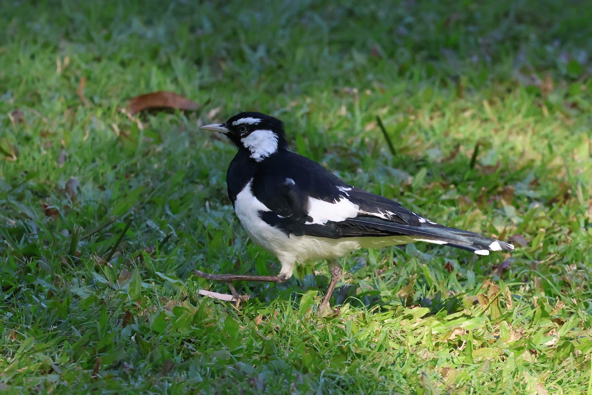 Magpie-lark - ML620521862