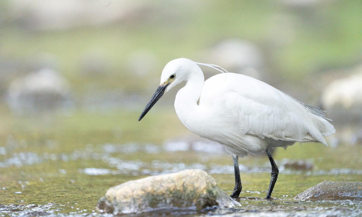 Little Egret - ML620521864