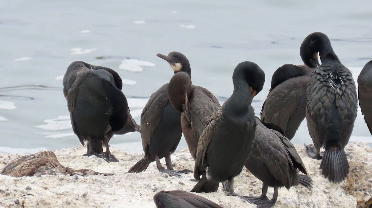 Brandt's Cormorant - ML620521866