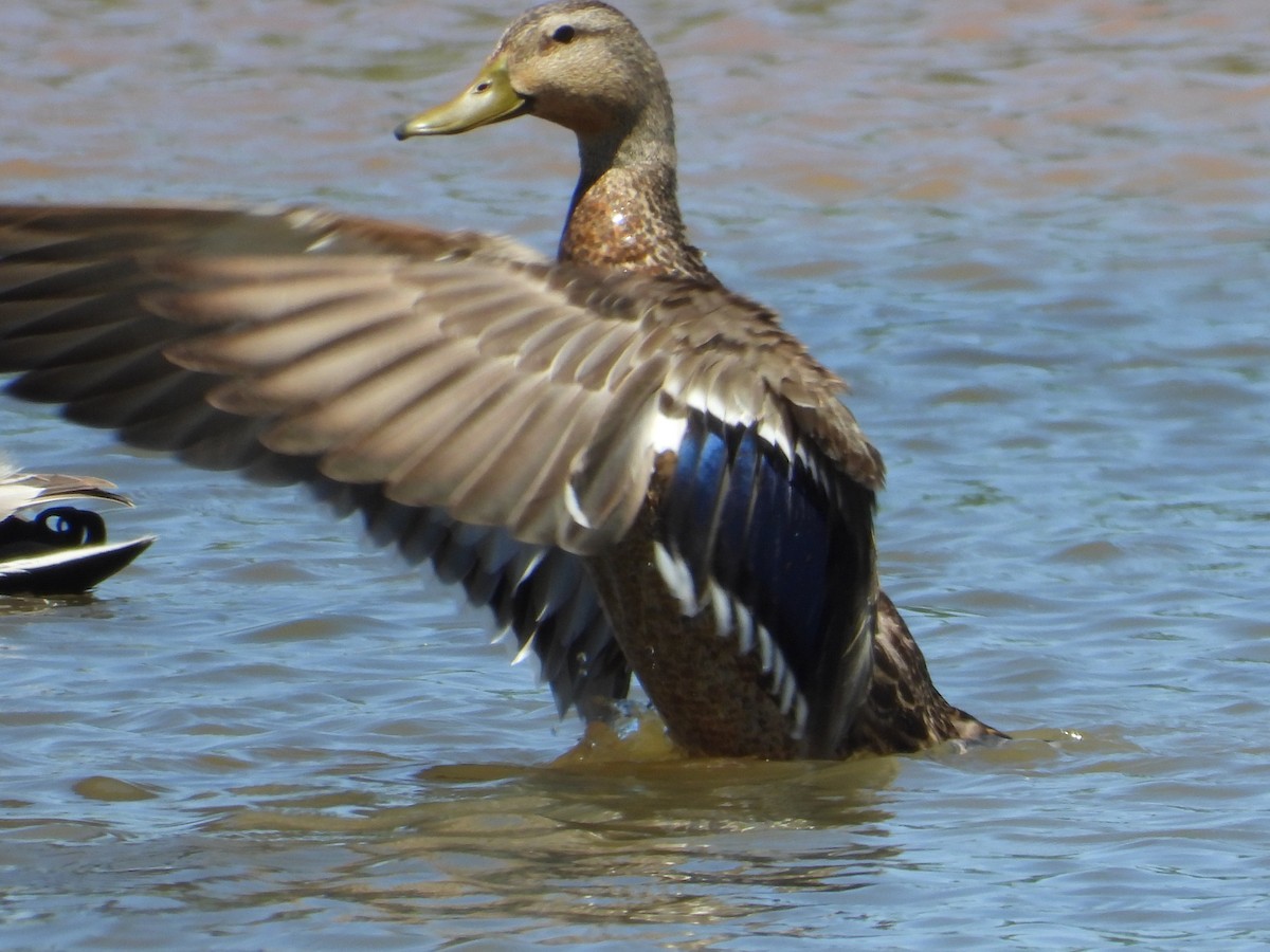 Mexican Duck - ML620521867