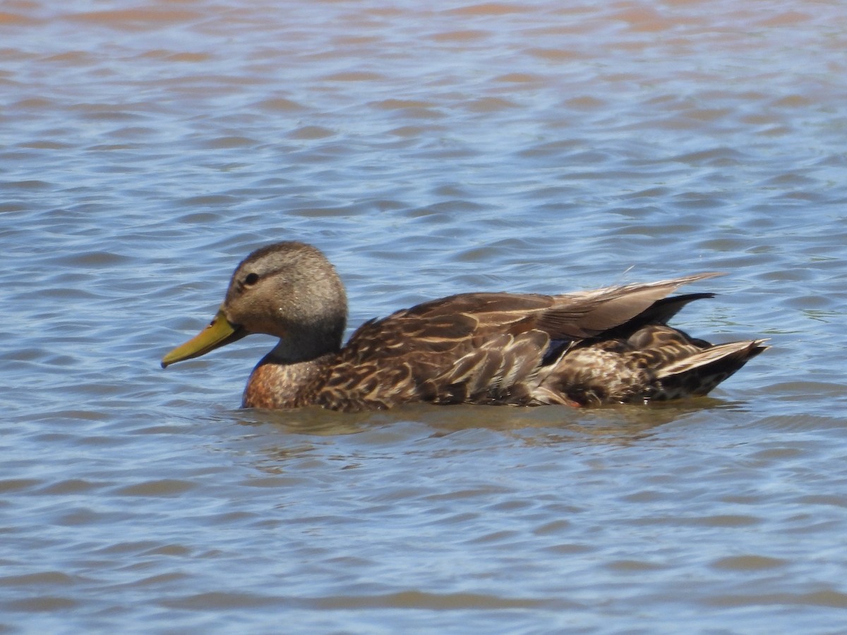 Canard du Mexique - ML620521868