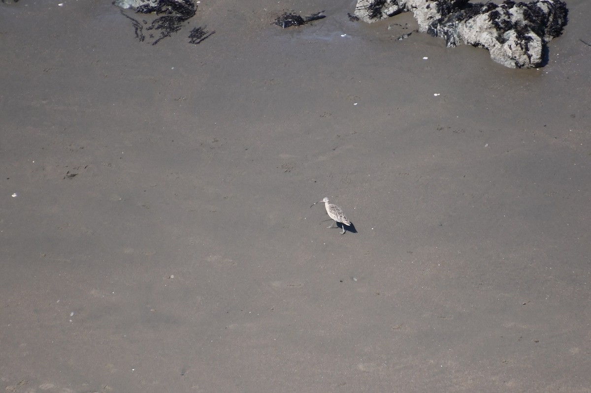 Long-billed Curlew - ML620521870