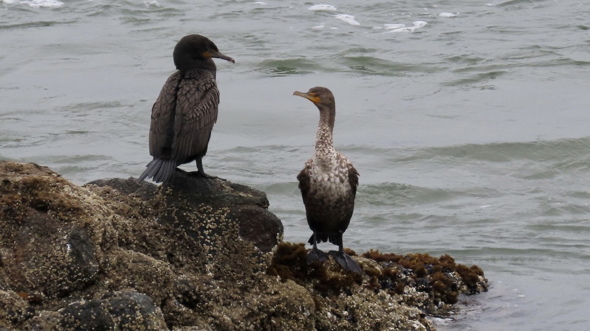 Cormoran à aigrettes - ML620521871