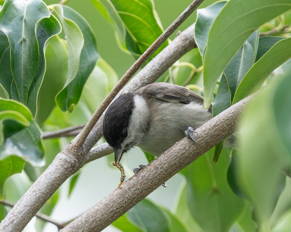 Marsh Tit - ML620521889