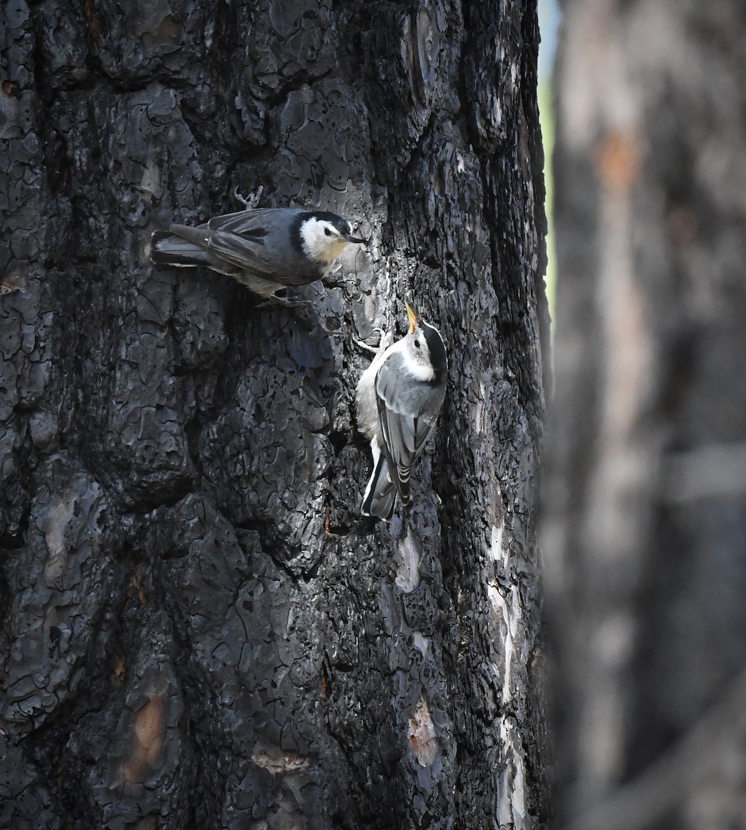 White-breasted Nuthatch - ML620521891