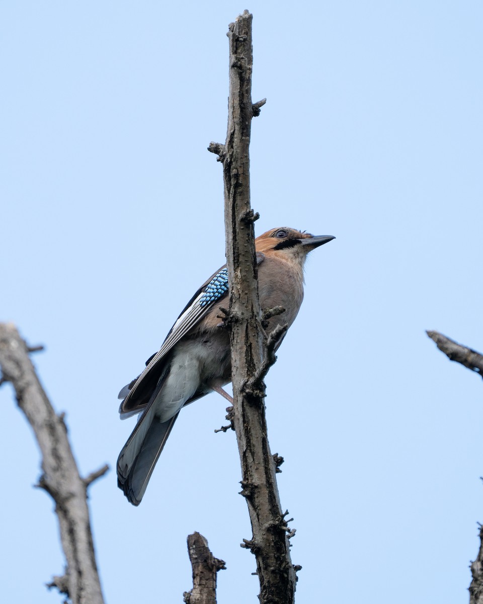 Eurasian Jay - ML620521892