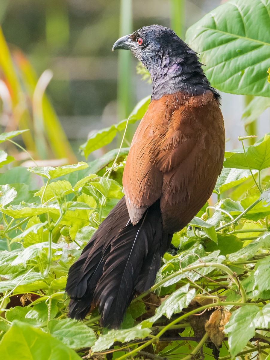 Greater Coucal - ML620521897