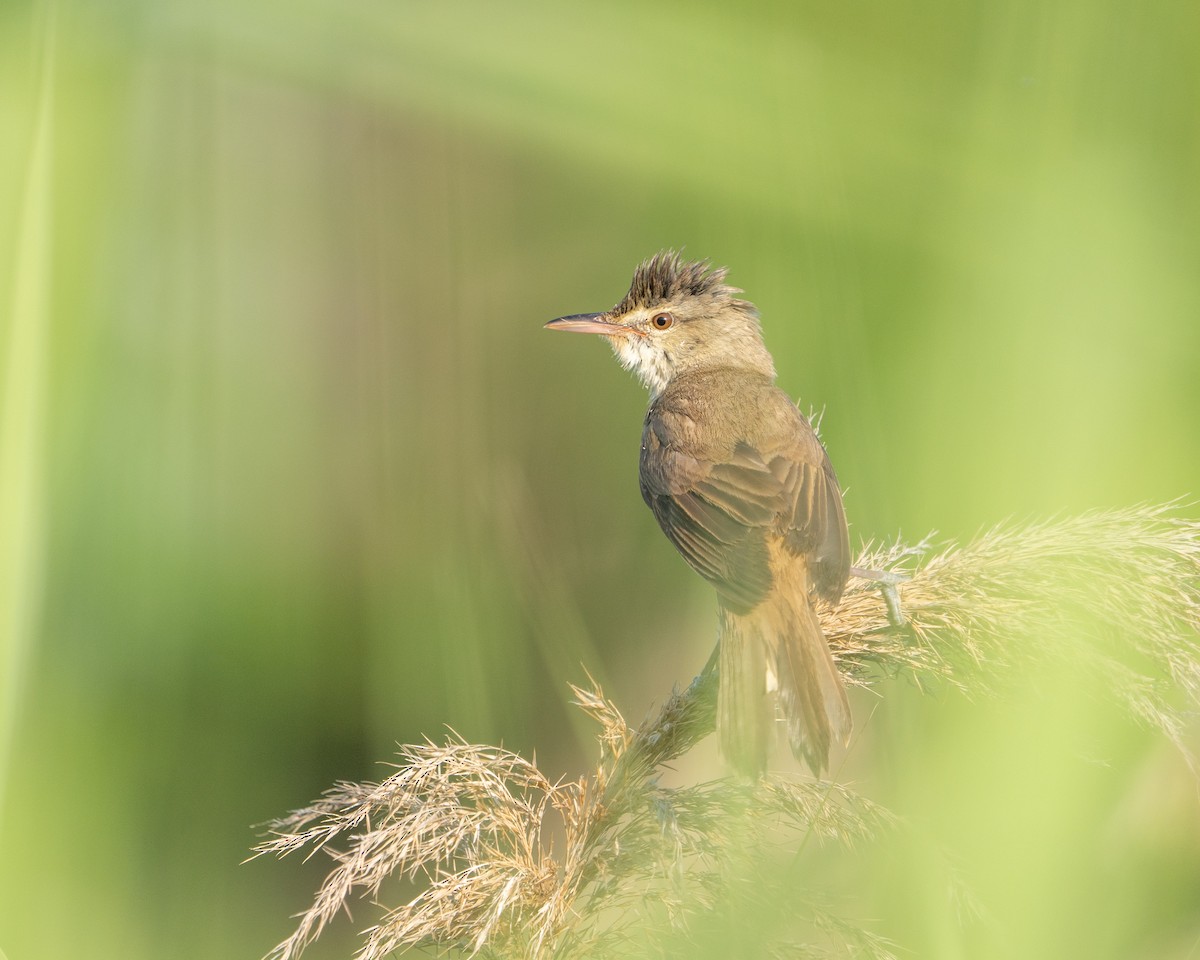 Oriental Reed Warbler - ML620521907