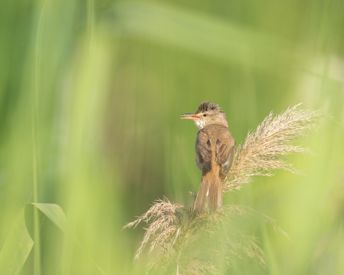 Oriental Reed Warbler - ML620521908