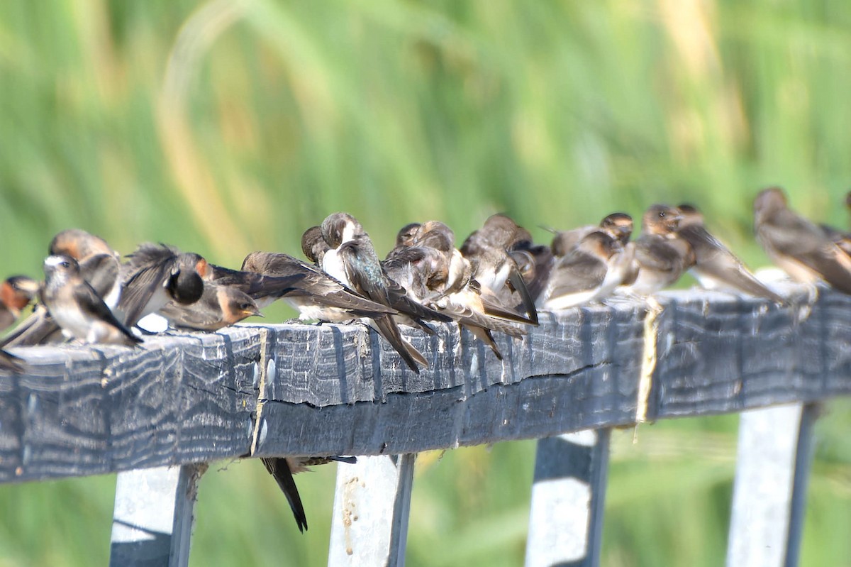 Cliff Swallow - ML620521911