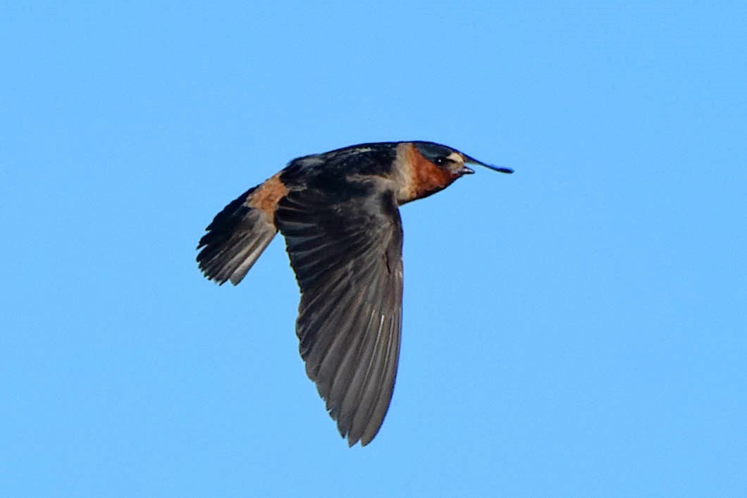 Cliff Swallow - ML620521913