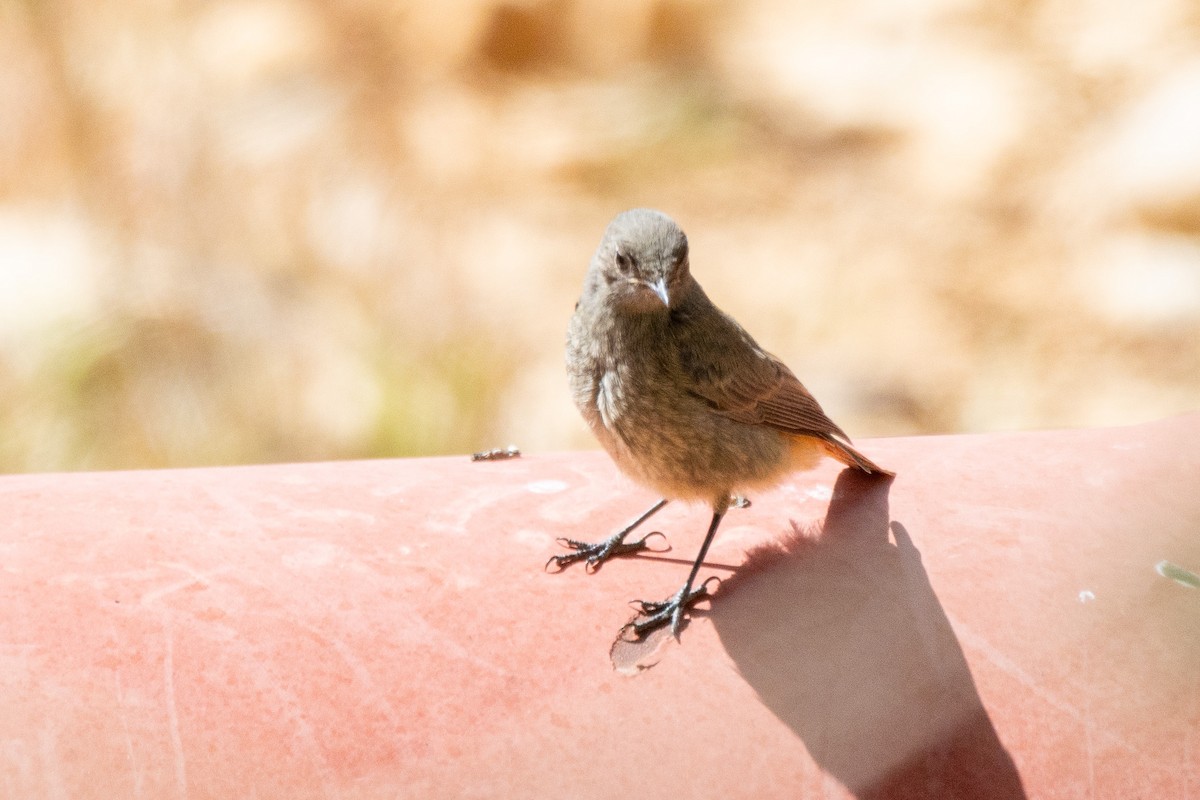 Black Redstart - ML620521914