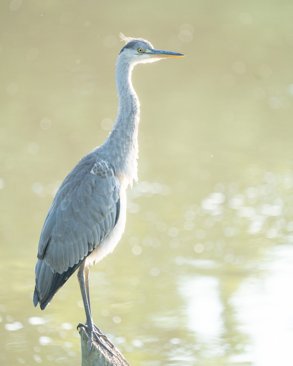 Gray Heron - ML620521918