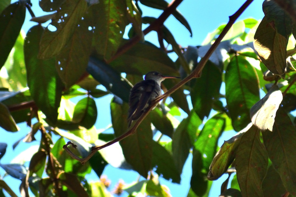 Ak Karınlı Kolibri - ML620521920