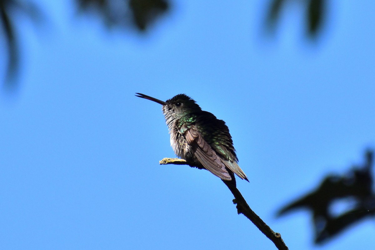 Green-and-white Hummingbird - ML620521923