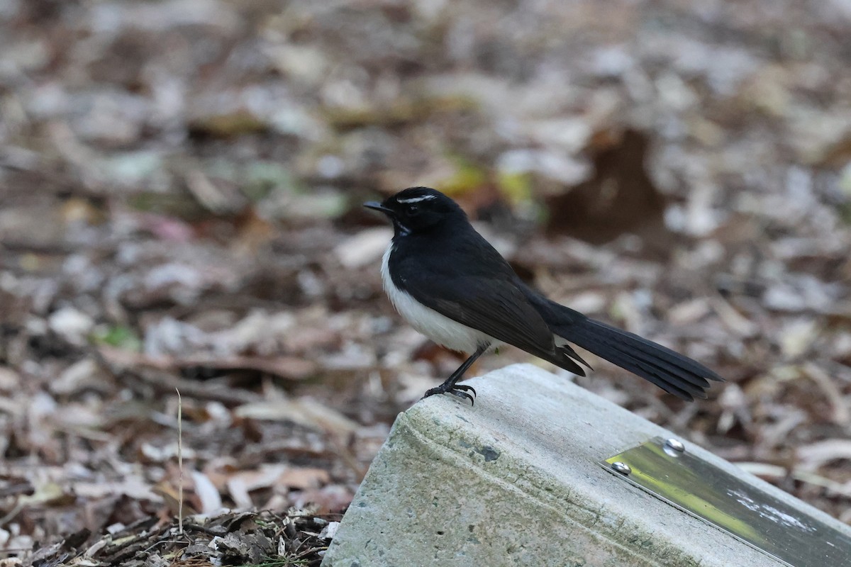 Willie-wagtail - ML620521924