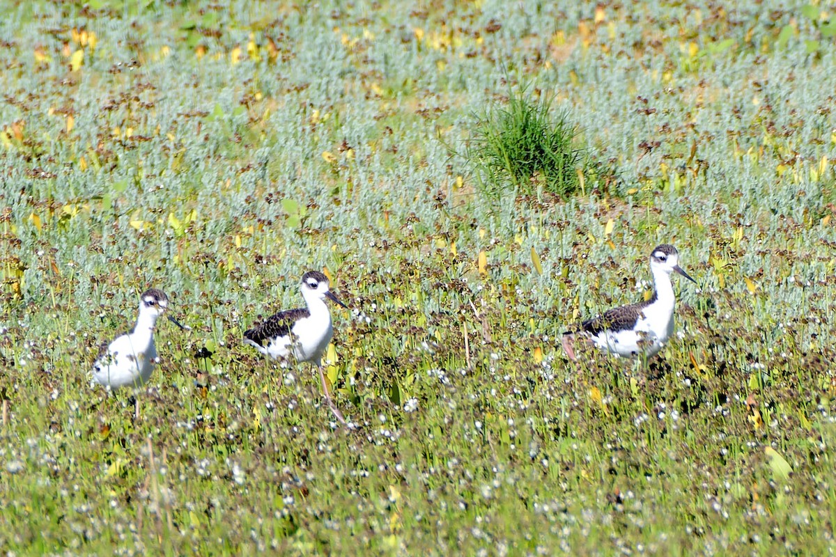 Black-necked Stilt - ML620521928