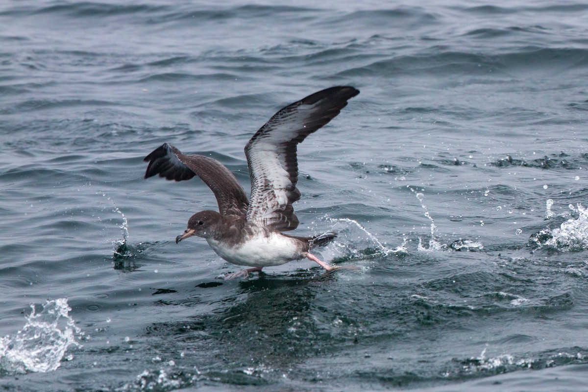 Pink-footed Shearwater - ML620521935