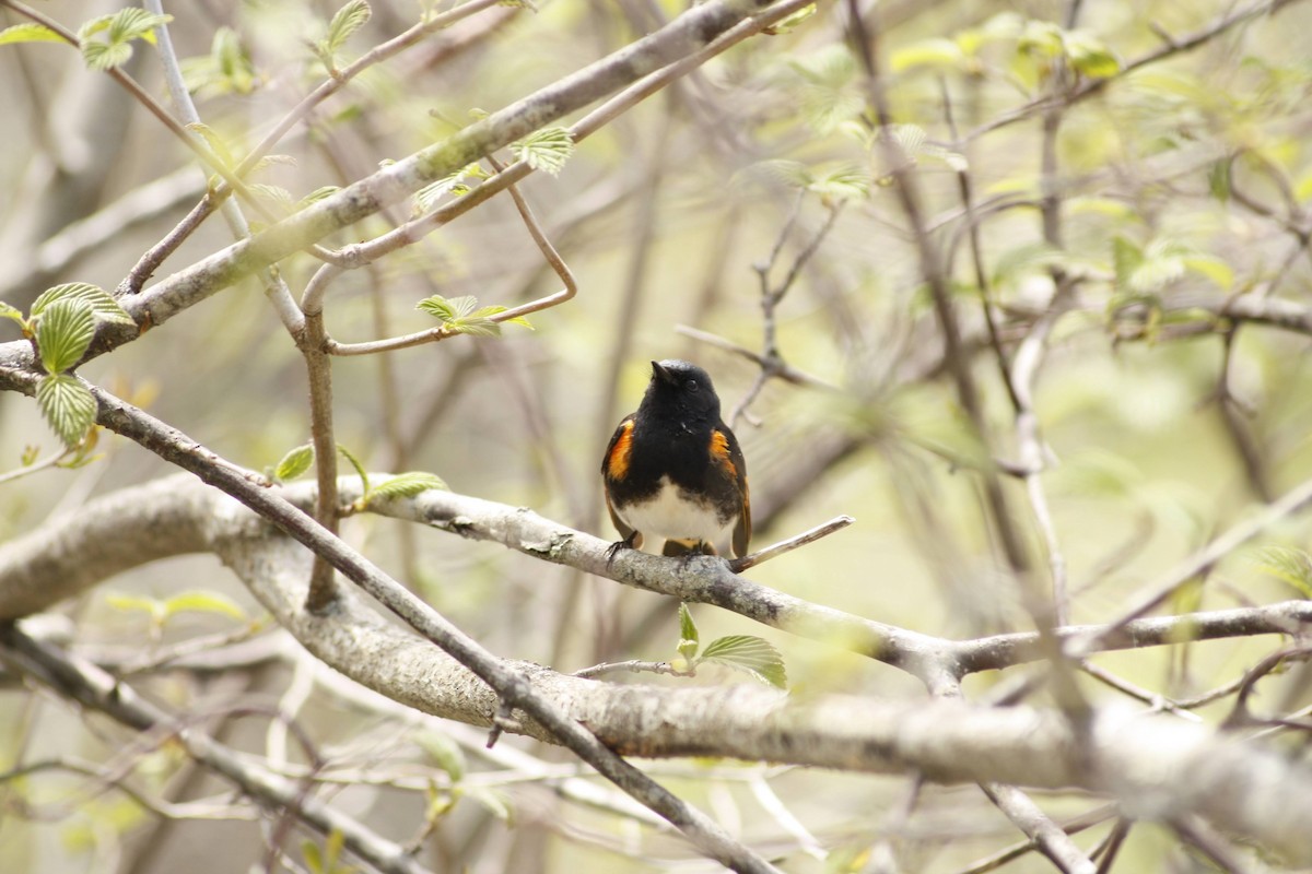 American Redstart - ML620521936