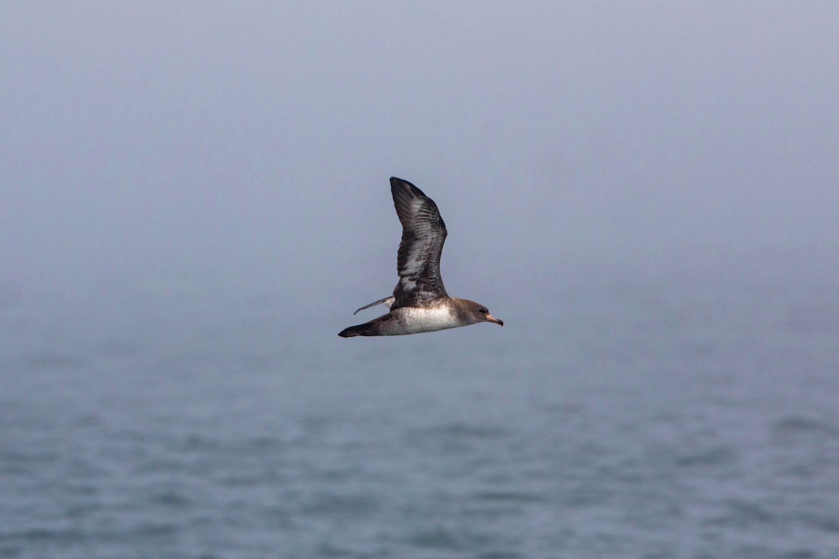 Pink-footed Shearwater - ML620521939