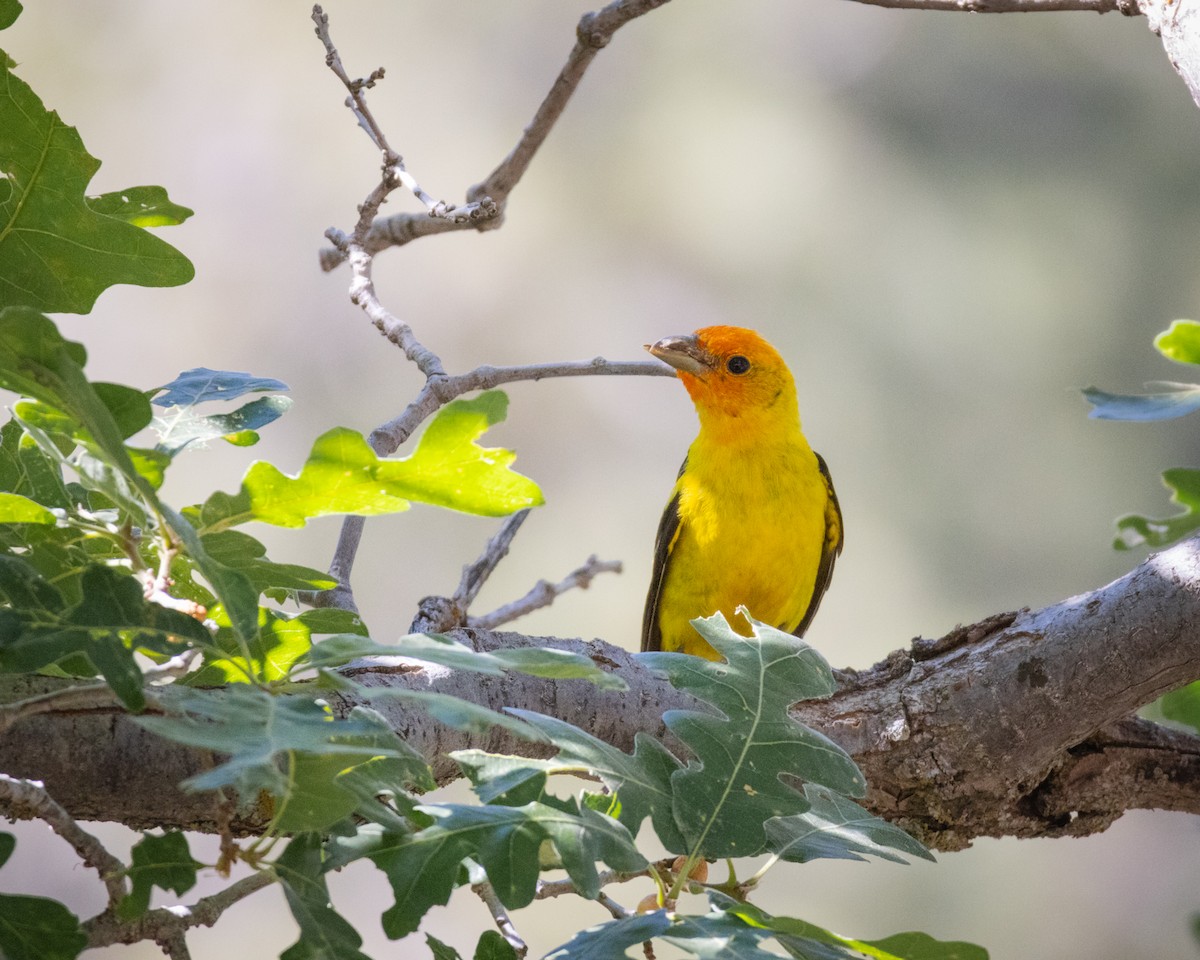 Western Tanager - ML620521944