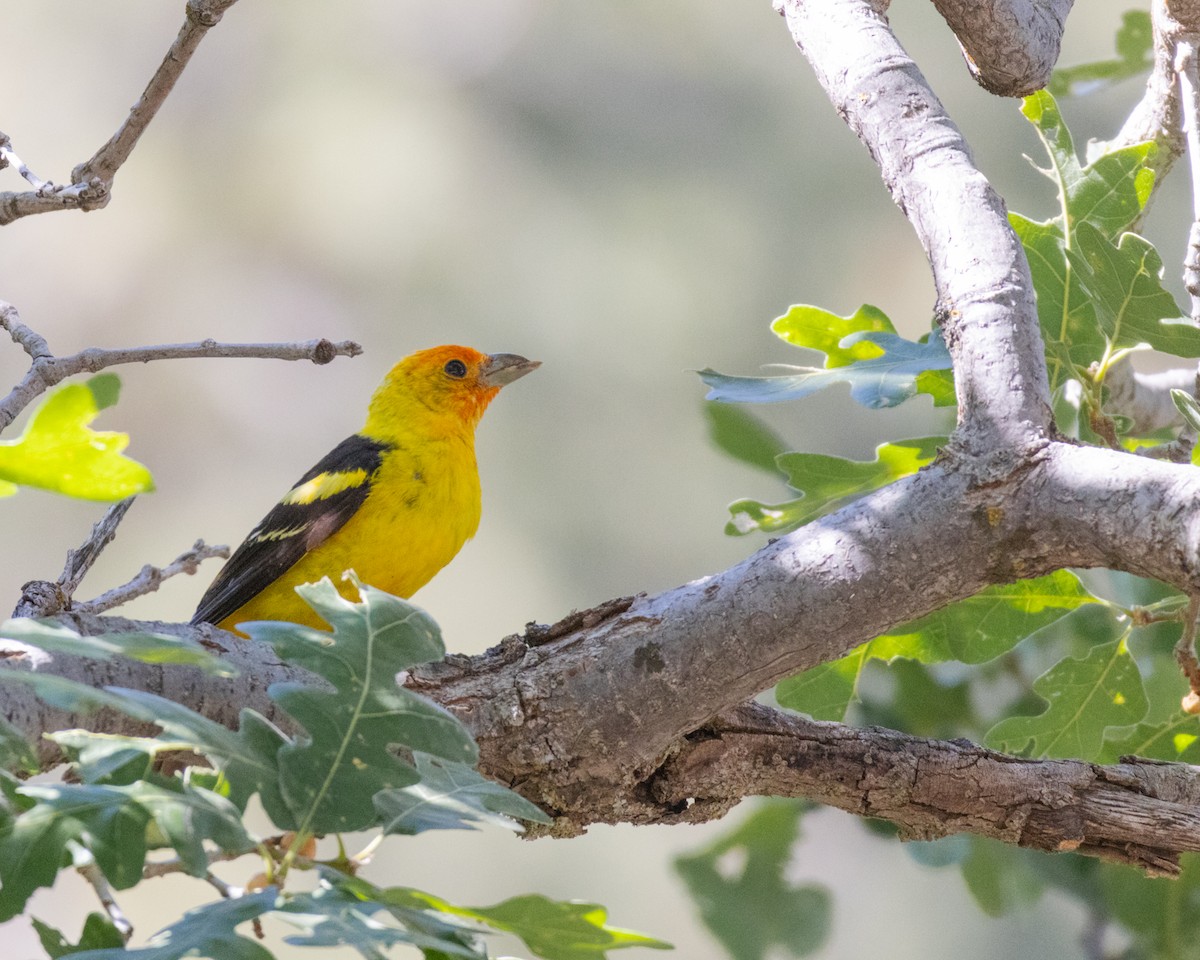 Western Tanager - ML620521946