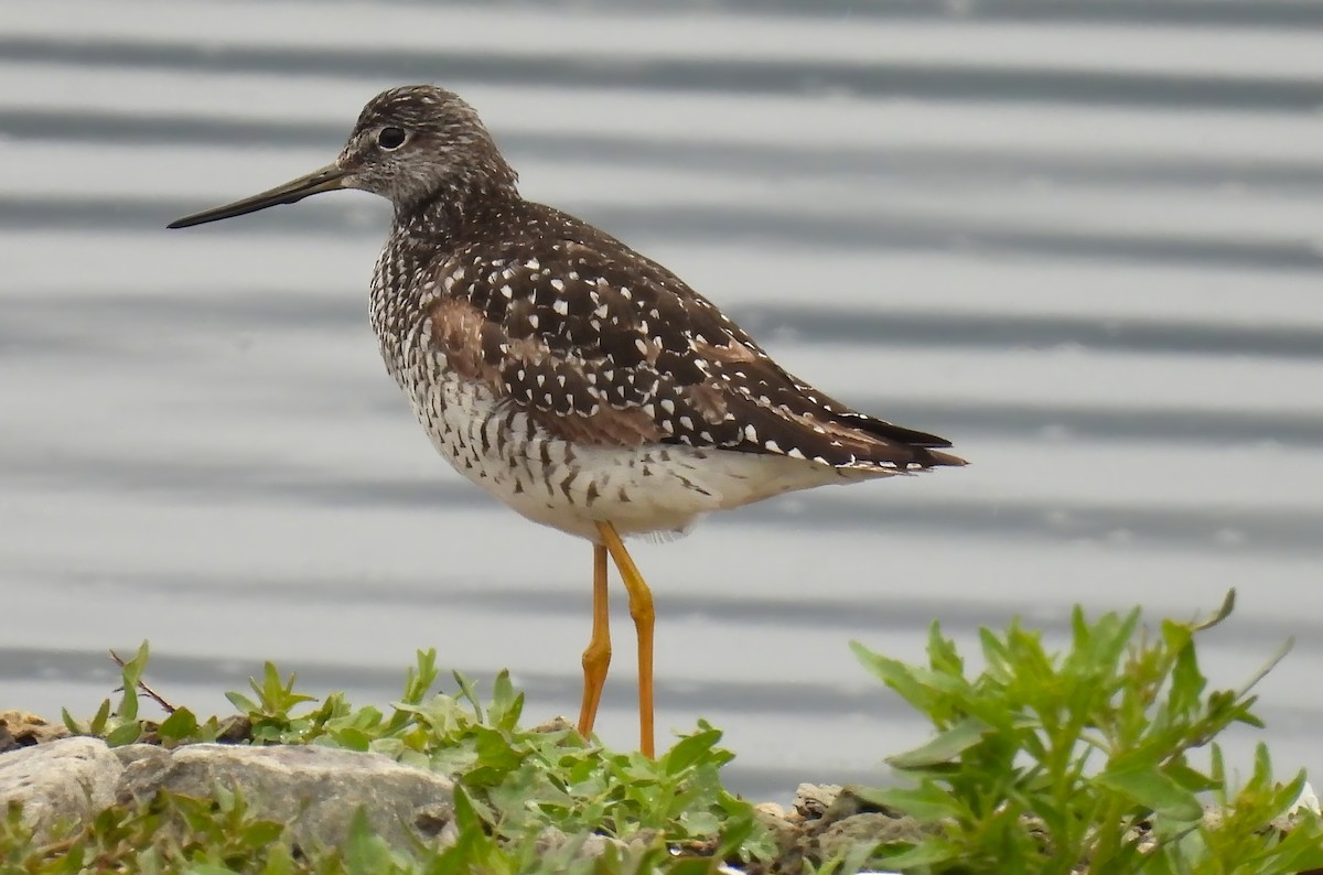 Greater Yellowlegs - ML620521949