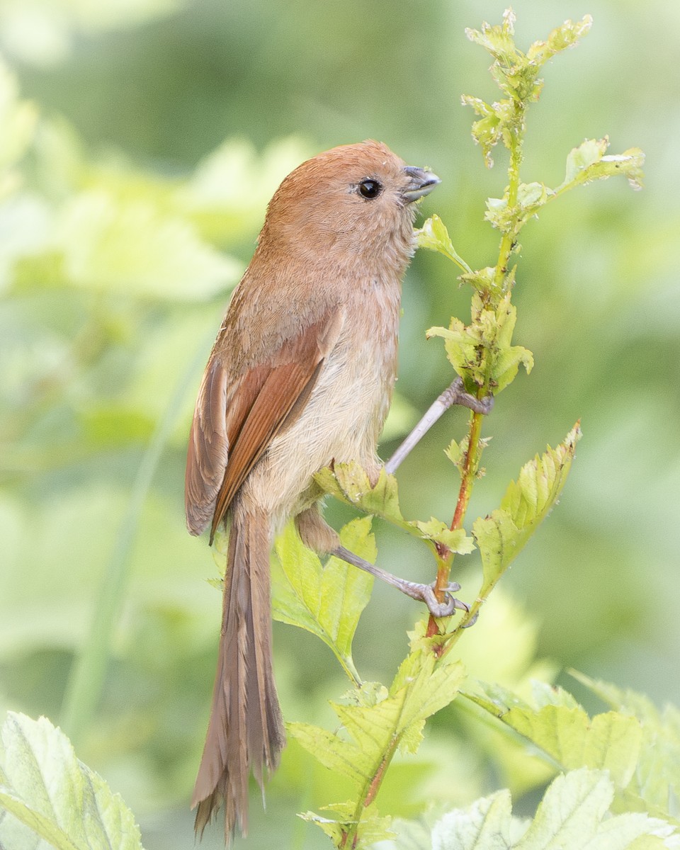 Vinous-throated Parrotbill - ML620521954