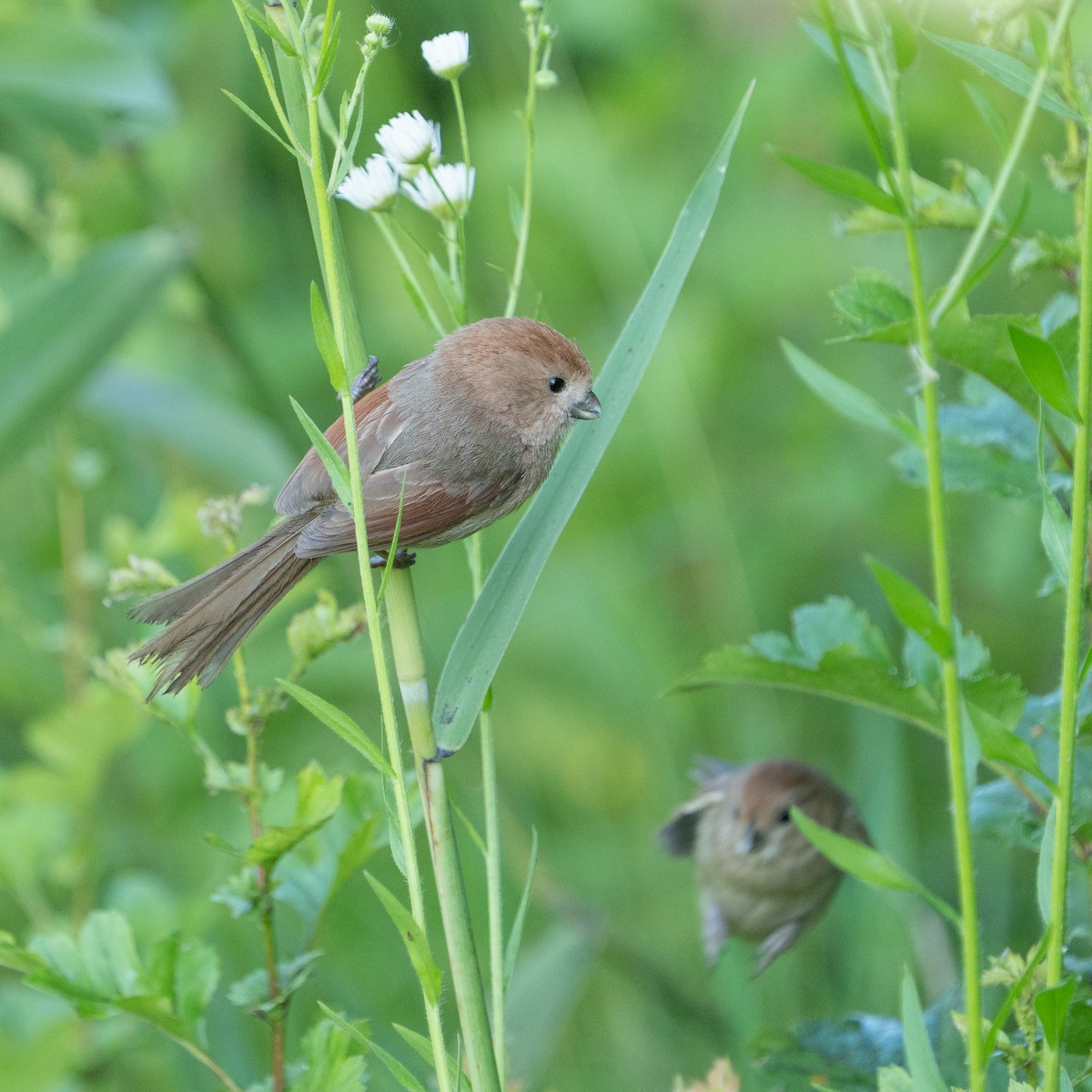 Vinous-throated Parrotbill - ML620521957