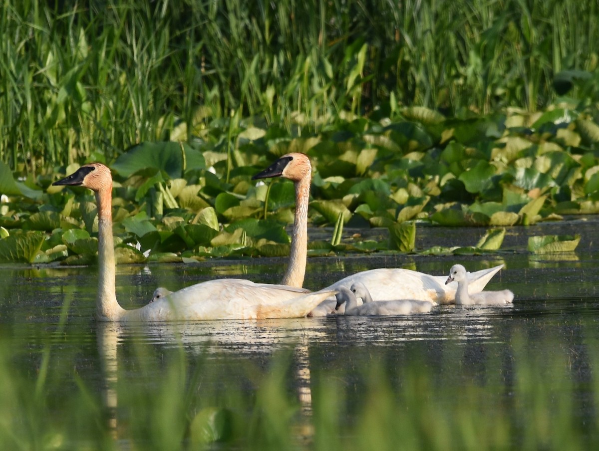 Trumpeter Swan - ML620521958