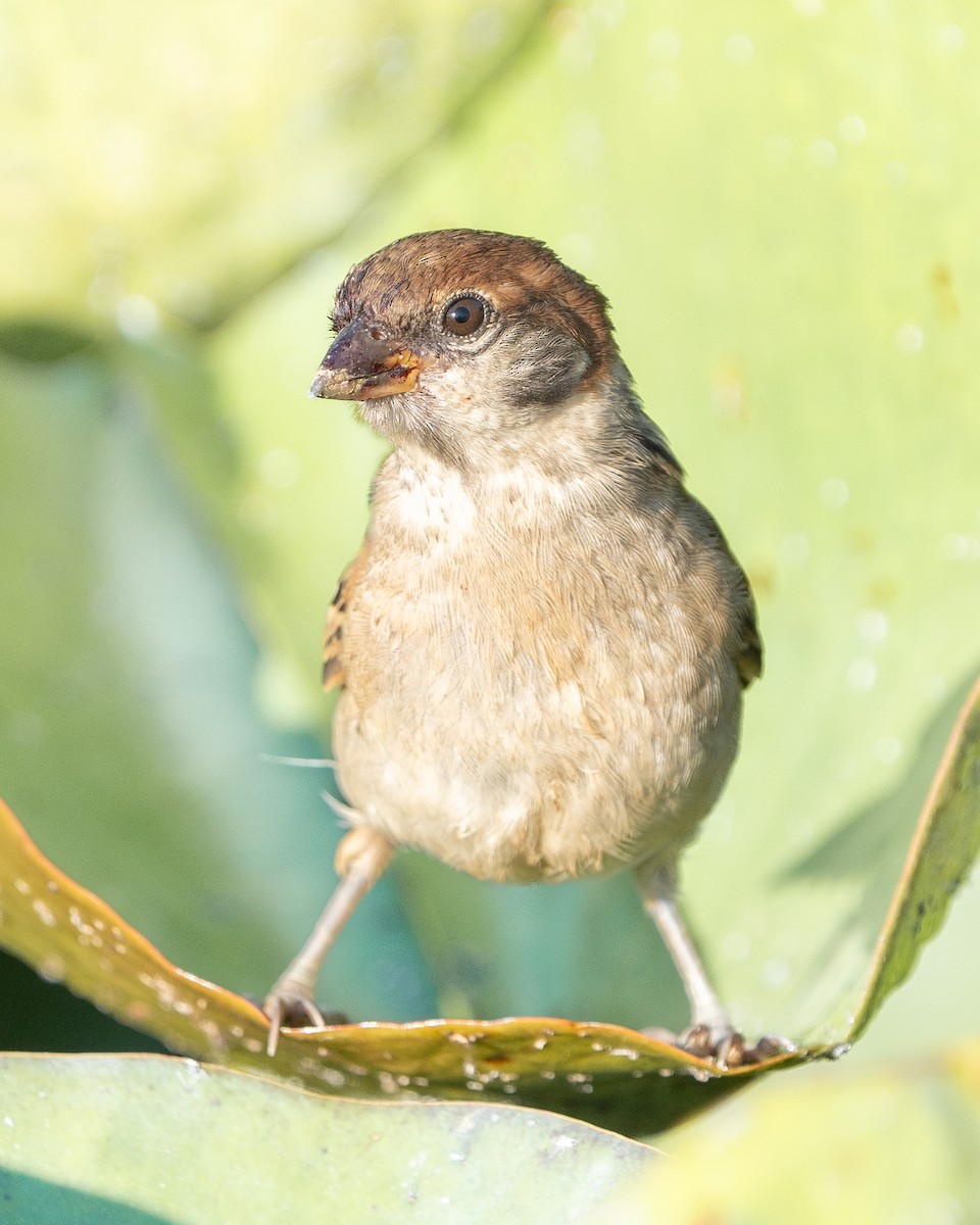 Eurasian Tree Sparrow - ML620521959