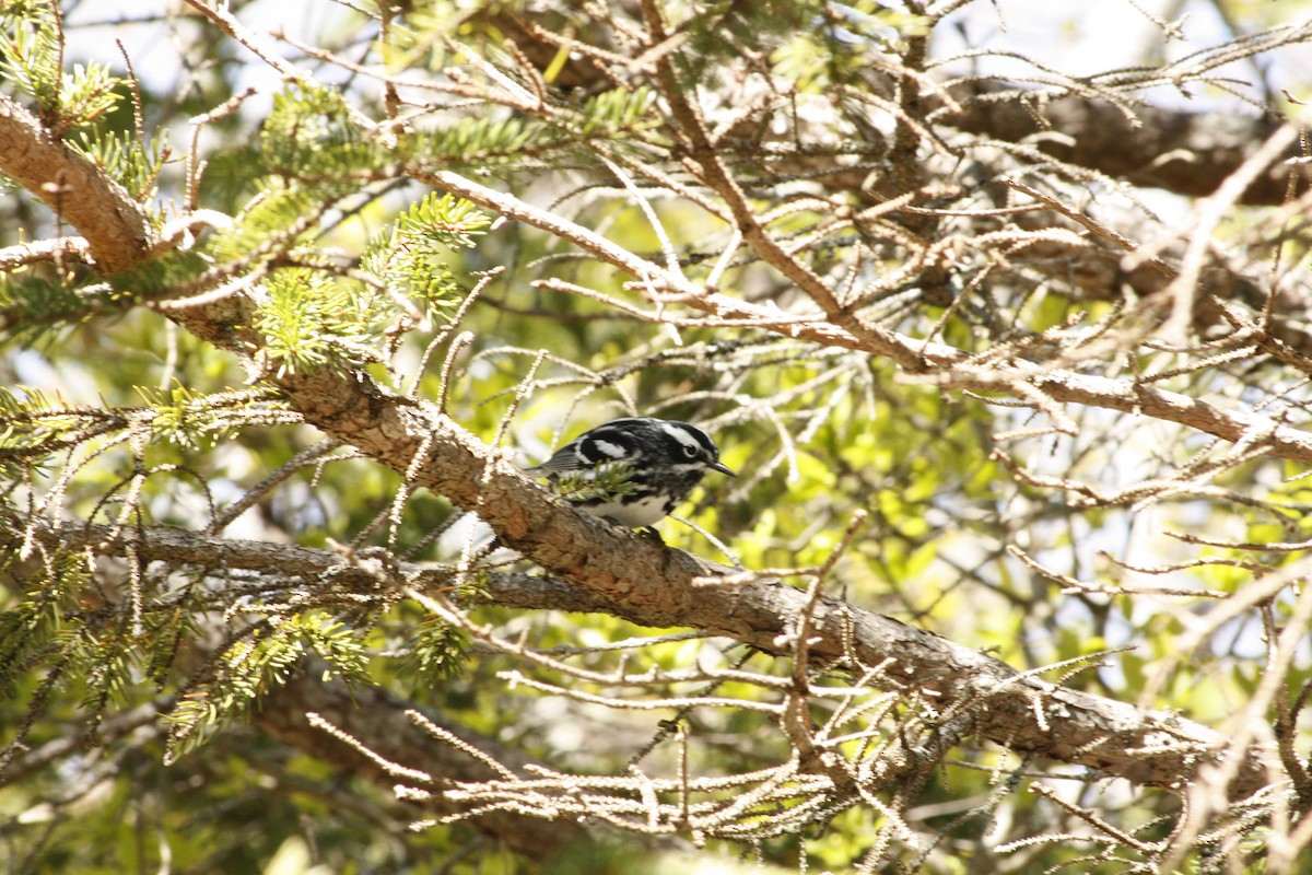 Black-and-white Warbler - ML620521965