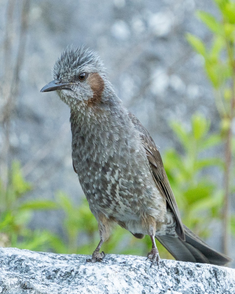 Brown-eared Bulbul - ML620521971