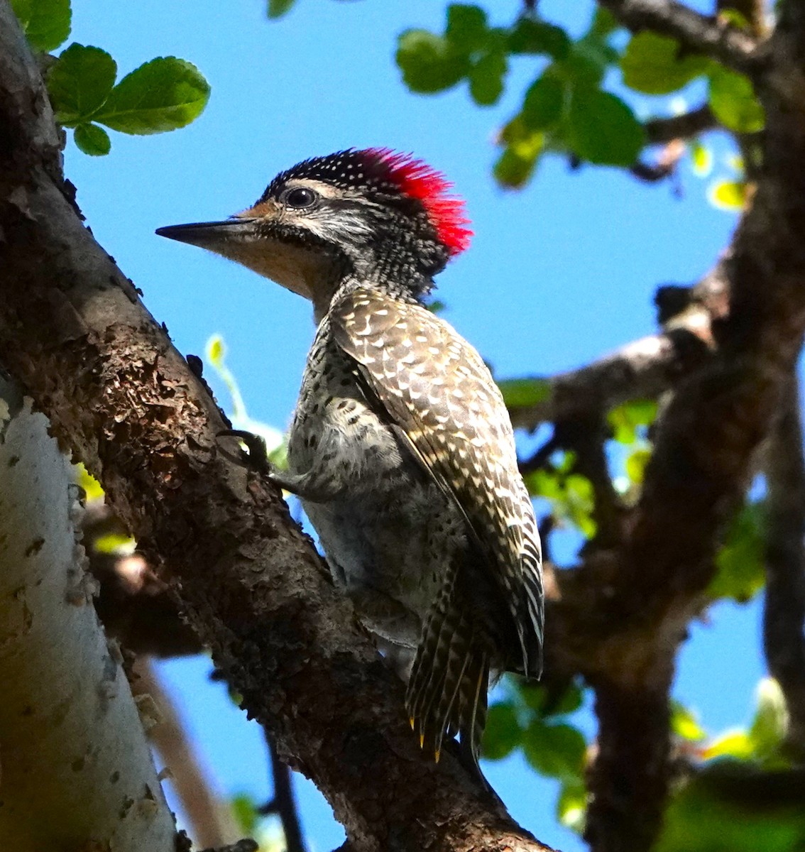 Nubian Woodpecker - ML620521974