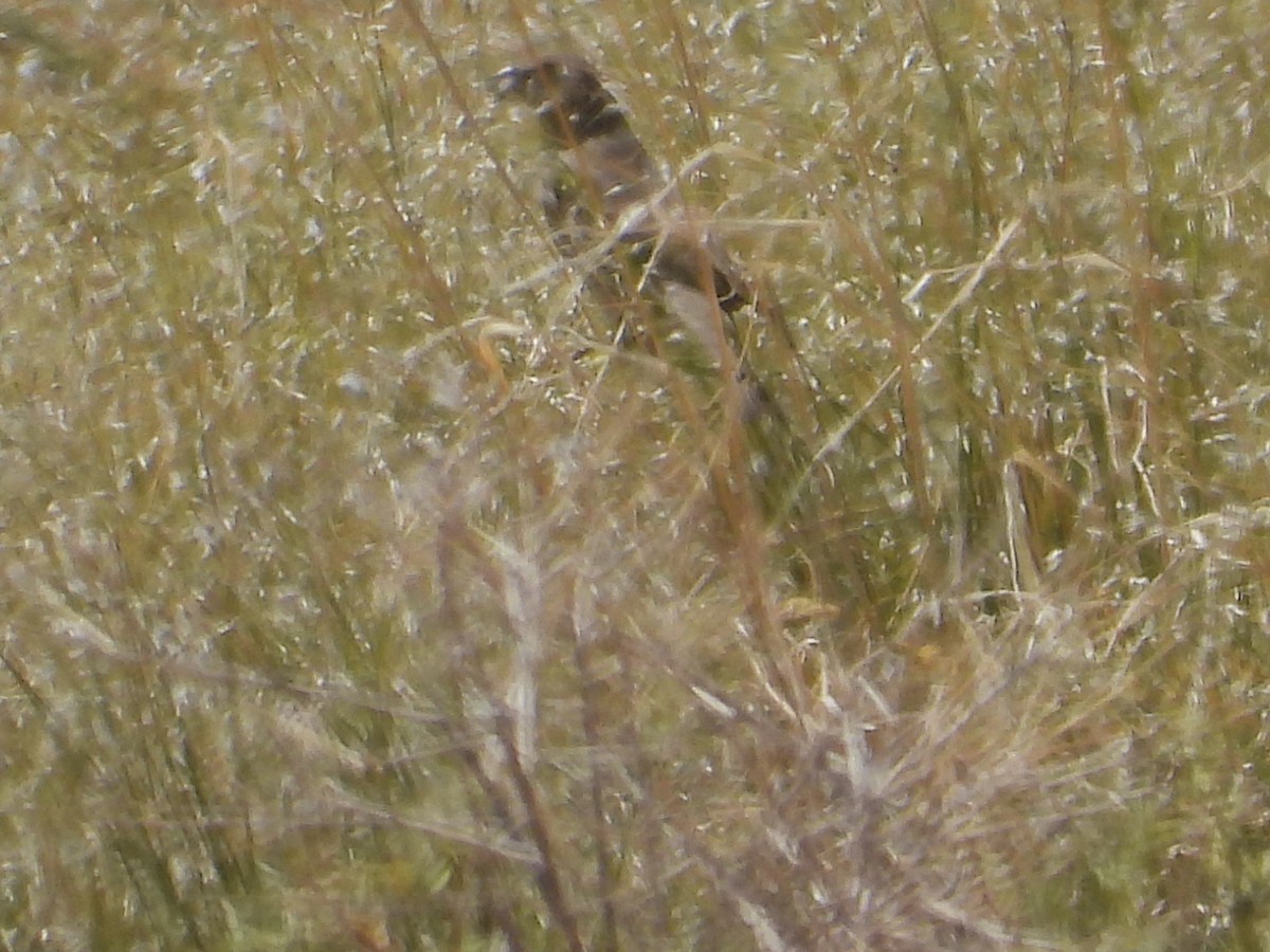 ub. spurvefugl (Passeriformes sp.) - ML620521976