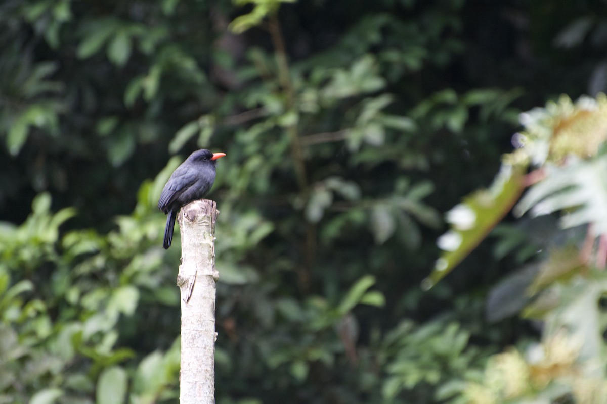 Black-fronted Nunbird - ML620521979