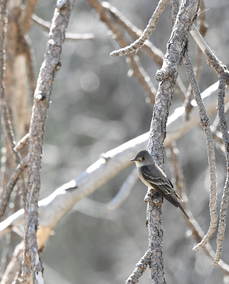 Western Wood-Pewee - ML620521985